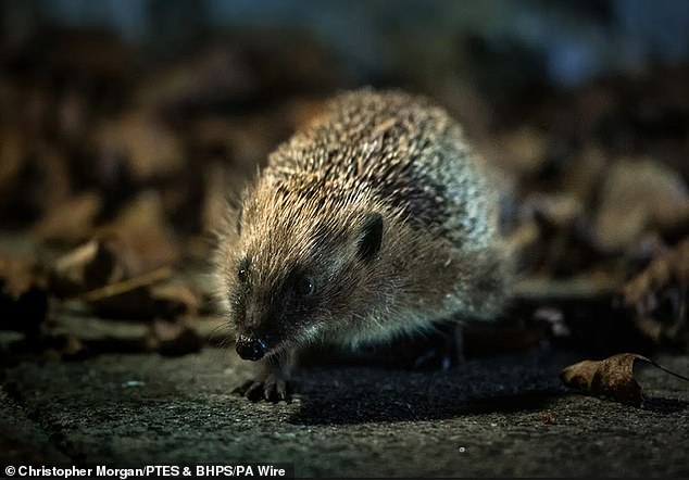 In the UK, the prickly mammals have suffered historic declines. And a study in 2022 found numbers had fallen by up to 75 per cent in rural areas since 2000, although in urban areas previously declining populations were showing starting to show signs of recovery