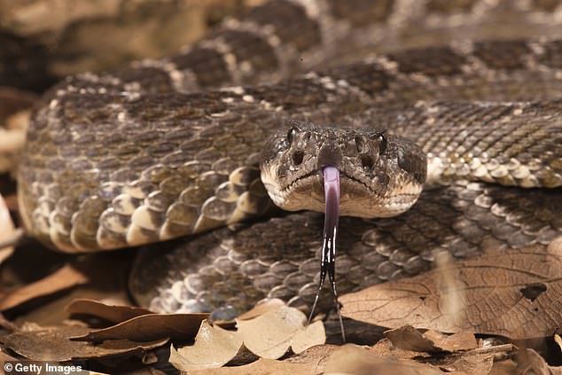 The two-year-old was bitten by a Southern Pacific Rattlesnake (pictured here)