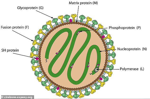 Jeilong viruses were discovered relatively recently, so researchers are still unsure how these pathogens work, and whether they would make humans severely sick. They are in the same family of viruses that cause respiratory illness. The pictured virus is not the same strain that the species found in Florida