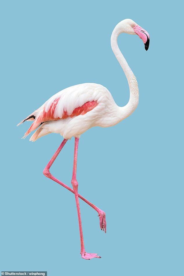 It is often said that being able to balance confidently on one leg is a good test of your health - and not just for flamingoes