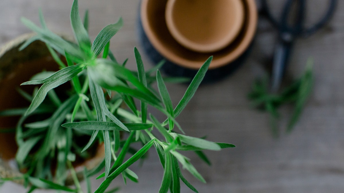 Tarragon herb on table