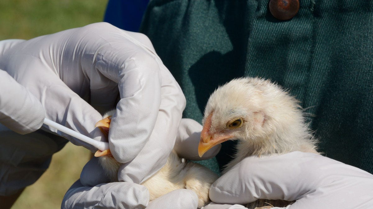 Testing chicks bird flu