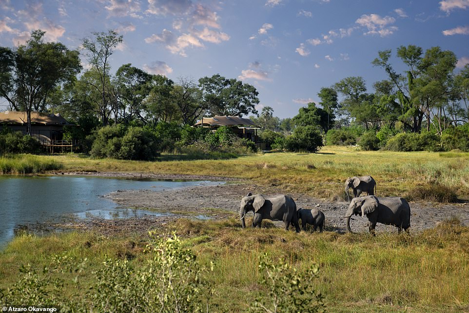 Elephants graze near the lodge, which is nestled between the Moremi Game Reserve and the Gomoti Plains