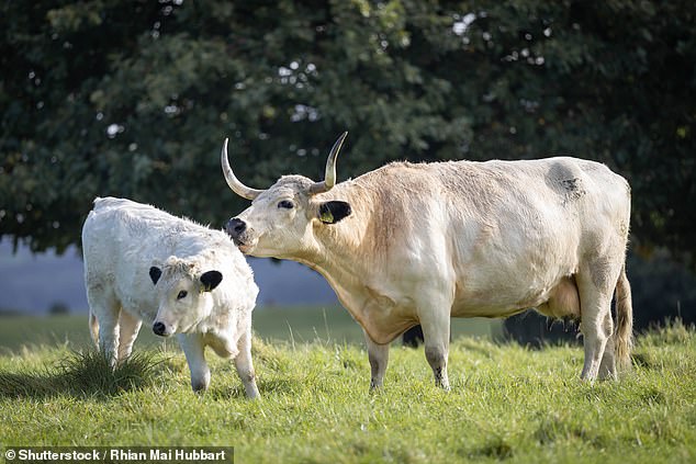 Rhodri the Great 'brought distinctive long-horned, white-coated cattle to provide sustenance' to Castell Dinefwr in the ninth century and 'probably never suspected that this ancient breed, known as White Park, would outlive the era of kings'