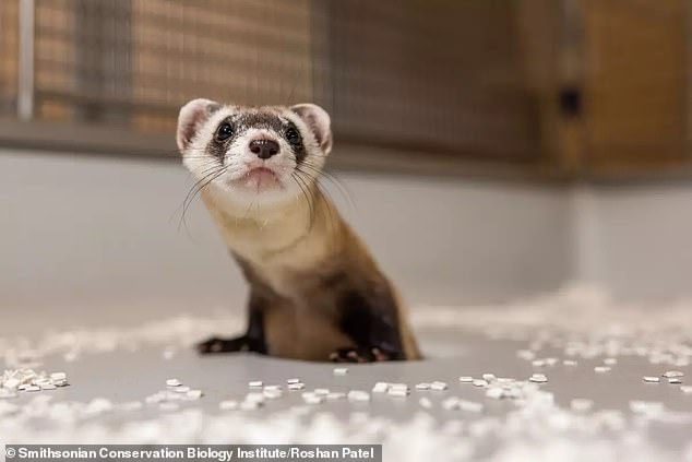 They were born to Antonio who was cloned from frozen tissue samples collected from a black-footed ferret named Willa