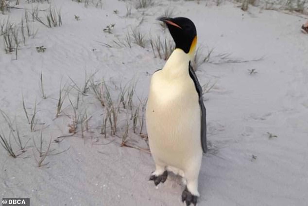 Mr Fowler was at the beach with a friend and their children when he spotted the emperor penguin