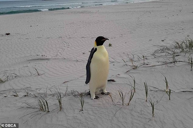 From kangaroos to koalas, Australia is home to some of the most incredible animals in the world. But surfers on the south coast were in for a surprise, after discovering a rather unexpected animal on the beach – an emperor penguin