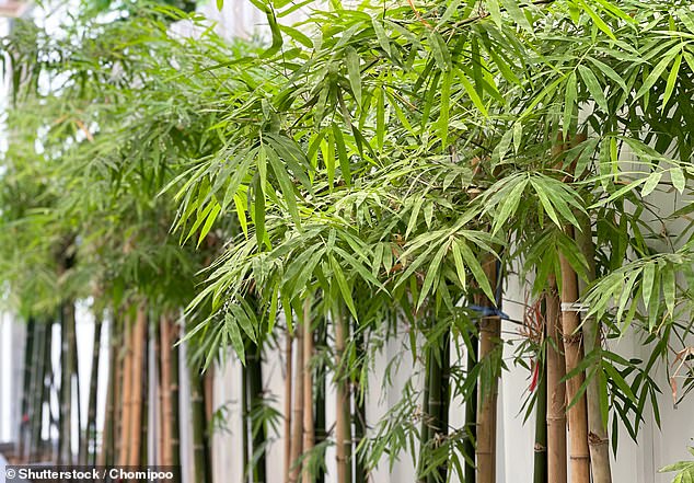 Damaging: A reader is concerned that a neighbour's bamboo will knock thousands of pounds of the value of their property