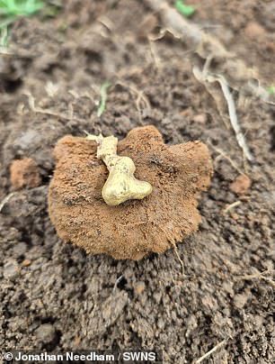 The nugget as scrap could be worth around £800 - but if it is evidence of gold mining in the Midlands in the past it will be worth much more