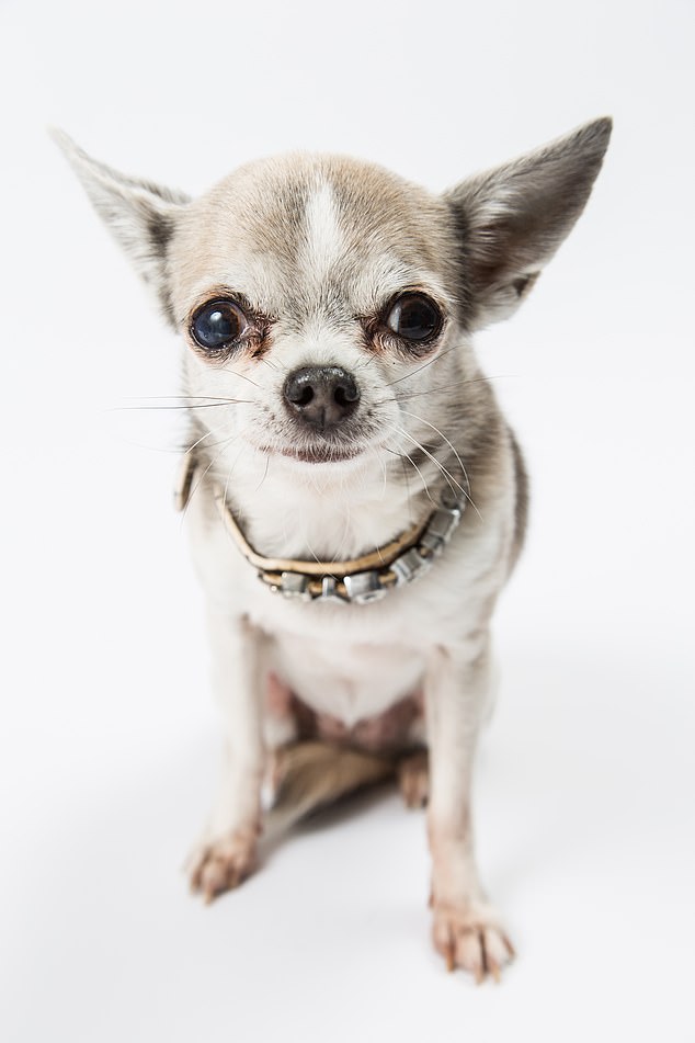 Jenni's beloved companion, Madge the chihuahua, is recovering from cataract treatment