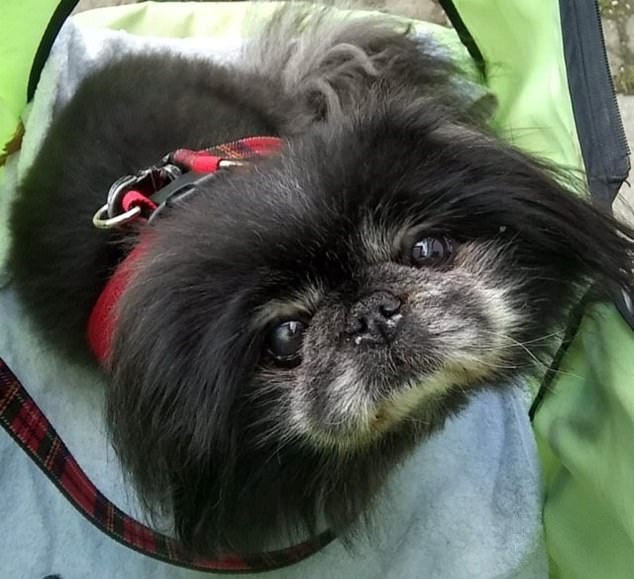 Myrtle was a small black Pekingese dog who died in 2021