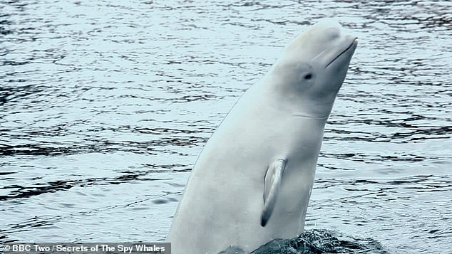 Hvaldimir, a white beluga whale who was first spotted near Russian waters wearing a harness and ignited rumours he may be a Moscow spy