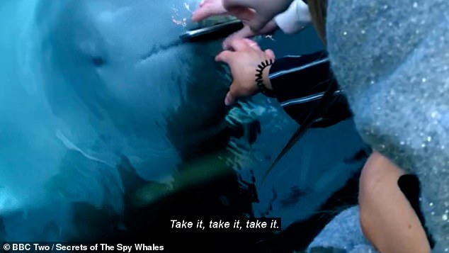 The girls try to take the phone out of the whale's mouth as it comes to the surface