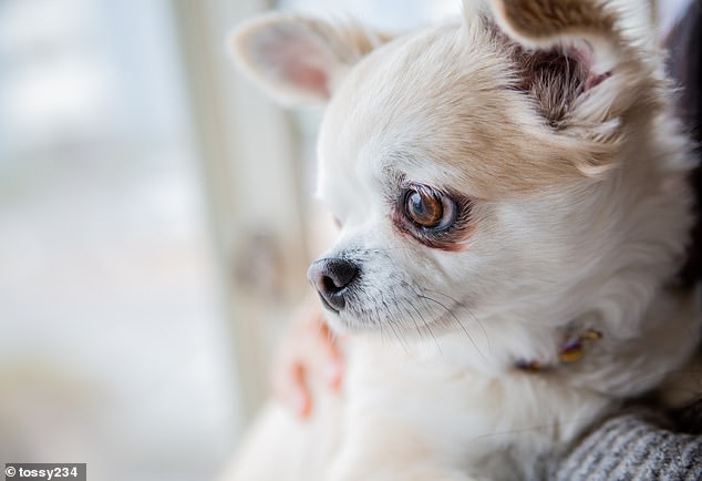 Smaller 'toy' breeds, like Pomeranians and Chihuahuas (pictured), had the largest relative brain size, the team say. This is linked with more dim-witted traits ¿ namely, fear, aggression, attention-seeking and separation anxiety