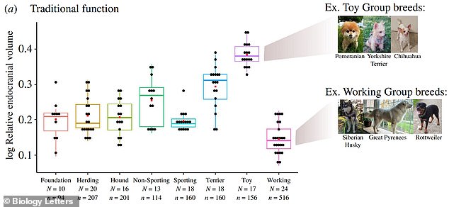 Toy dogs have larger brains (relative to body size), while working dogs have smaller brains relative to body size