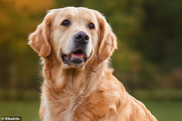 Bigger 'working' breeds - such as retrievers (pictured) - had the smallest relative brain size, making them one of the most intelligent dog breeds