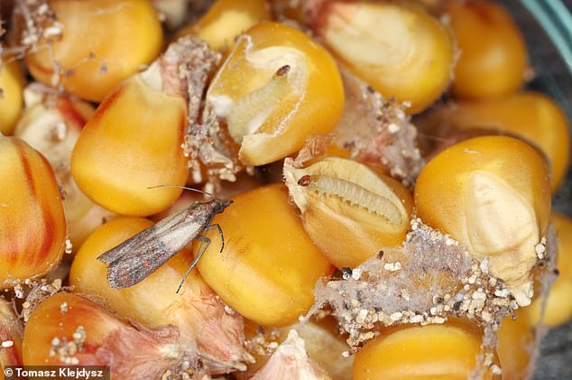 Pictured, Indian meal moth (Plodia interpunctella) and its larvae having infested a container of corn. The species is also known as the pantry moth