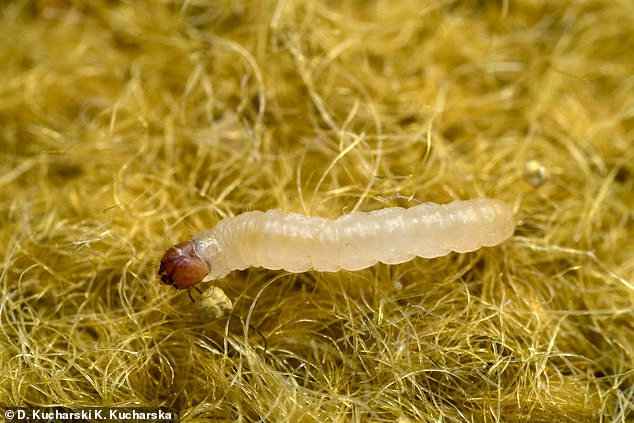 Pictured, larva (immature form of an insect) of the common clothes moth feeding on fabric