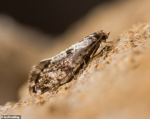 The cork moth (Nemapogon cloacella, pictured) is found chiefly in woodland, especially where there is dead wood, but also is known to like wine cellars