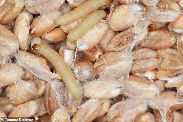 Pictured, larvae Indian meal moth (Plodia interpunctella) with infested grain. To protect your food, BPCA recommends keeping it in tightly-sealed containers, such as stackable plastic tubs