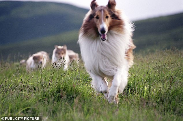 Pictured: TV rescue collie dog Lassie who guided rescuers back to her young master lost in a snowstorm