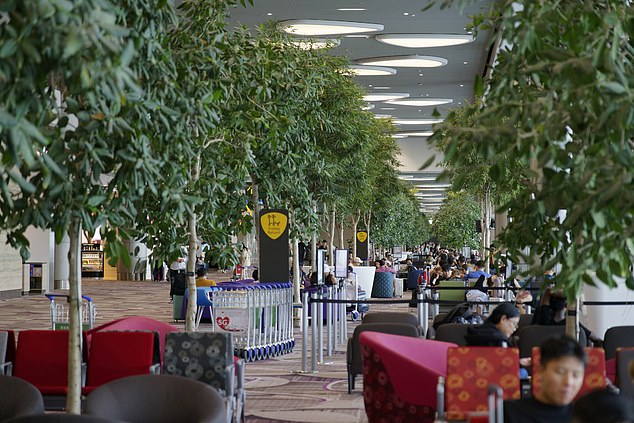 Dorothy explains that passengers touch Changi's plants out of curiosity - 'to see if they're real'. Above is Terminal 4