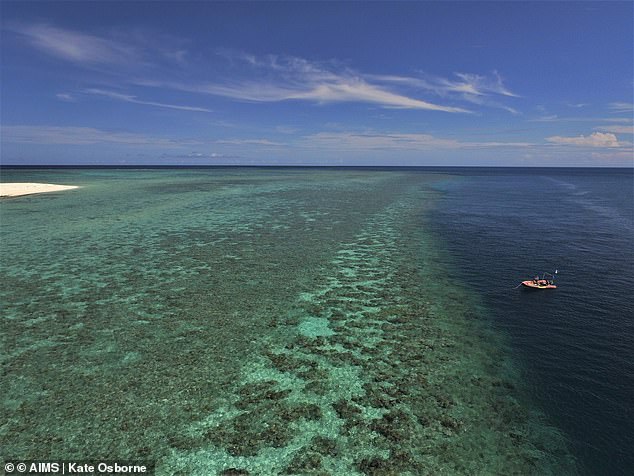 Coral cover has declined on 12 of 19 reefs surveyed between Lizard Island and Cardwell following a summer of disturbance events.