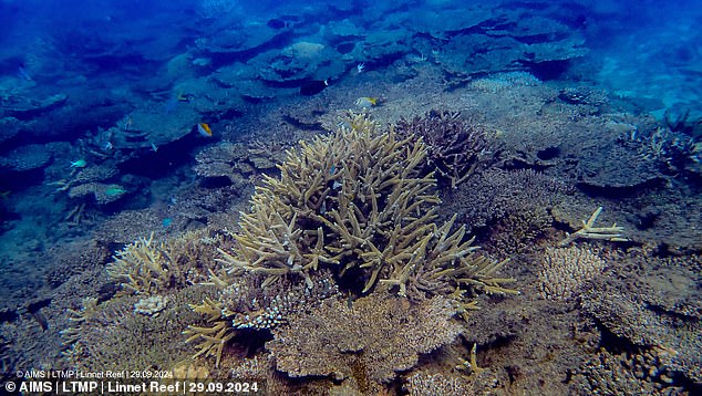 Pictured, live branching corals in Cooktown-Lizard sector surrounded by table corals which died due to a marine heatwave earlier in 2024