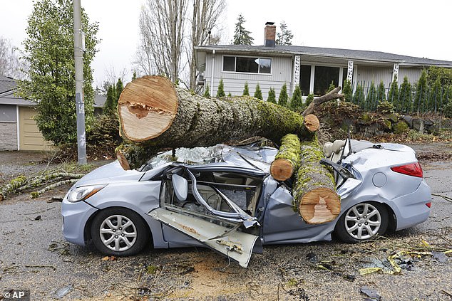 High winds are downing trees in Seattle and other areas affected by the bomb cyclone