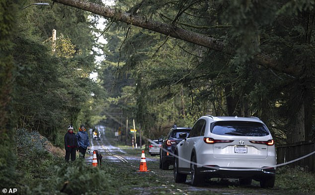 Downed trees are affecting road transportation, and commuters have been advised to give themselves extra time to reach their destinations