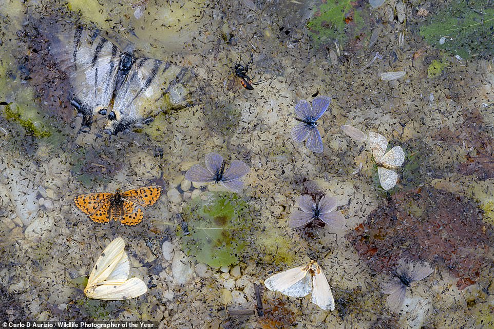 This 'sad collage of dead insects calmly floating in the water' was captured by Italian photographer Carlo D'Aurizio in Italy. NHM explains: 'Carlo had visited this small stream many times. He expected to see the graceful flight of butterflies and dragonflies along it. It hadn’t been particularly hot and there hadn’t been any storms in the previous days. To this day, Carlo has no explanation of why the insects died'