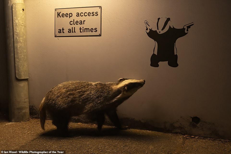 'An ambling Eurasian badger appears to glance up at badger graffiti' in this quirky image taken by British photographer Ian Wood, in St Leonards-on-Sea. NHM explains: 'Residents had been leaving food scraps on the pavement for foxes. But Ian noticed that badgers from a nearby sett were also coming to forage.' The photo is illuminated using just lamppost light