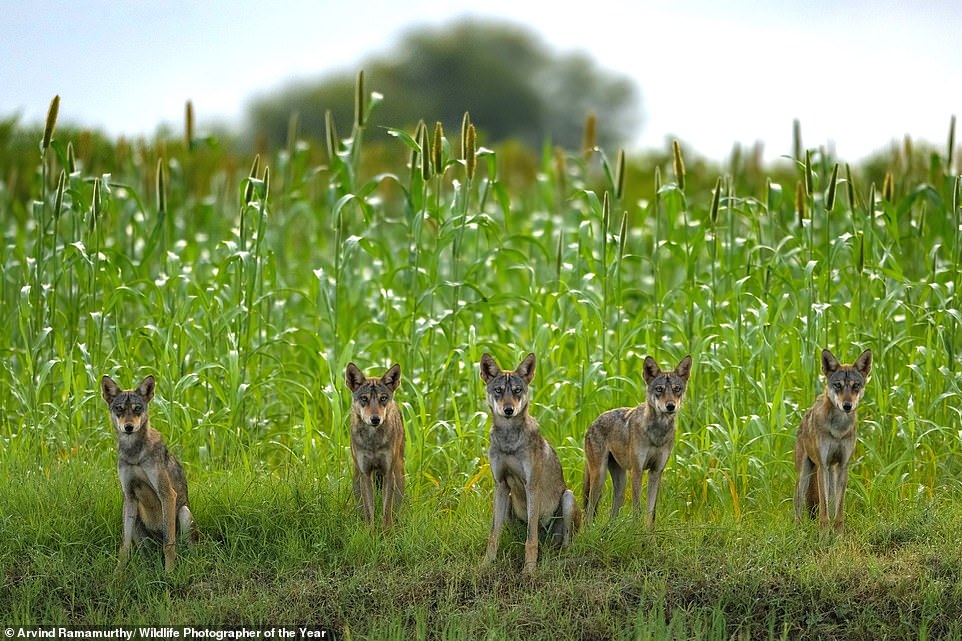 This stunning photo, captured in India by Indian photographer Arvind Ramamurthy, depicts 'members of a wolf pack pausing briefly' as they play. NHM explains: 'Indian wolves were once found all across India. Now, their number has dwindled to as few as 3,000. Living so close to humans poses many risks. But Indian wolves are hardy animals. With better grassland management and protection, they could make a strong comeback'