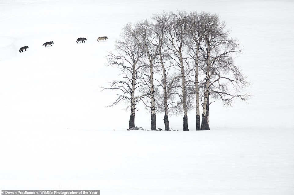 In this spellbinding photo, four grey wolves travel through a 'minimalist landscape' in 'search of [their] next meal' in the USA's Yellowstone National Park. U.S photographer Devon Pradhuman 'watched them from a distance' to capture the shot