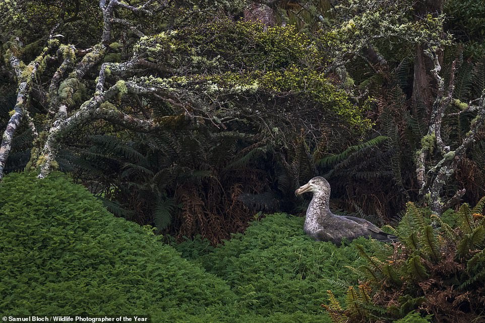 French photographer Samuel Bloch captured this shot of a northern giant petrel sitting on its nest in Enderby Island, New Zealand. NHM says: 'Northern giant petrels are large seabirds. They’re used to flying above the waves for weeks without encountering land. Samuel was surprised to find this one in such a woody environment'