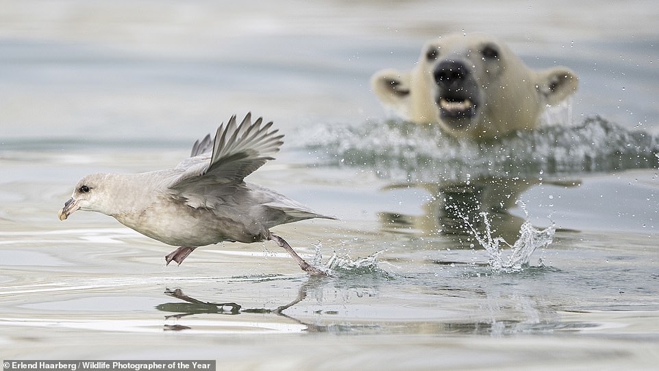 'A polar bear cub attempts an underwater surprise attack on a northern fulmar' in this powerful image captured by Norwegian photographer Erlend Haarberg in Norway's Svalbard archipelago. NHM says: 'The cub was having fun diving under the water and resurfacing, playing with the seaweed and kelp. The northern fulmar resting on the surface of the water awakened the cub’s desire to hunt. Erlend watched as it attempted several underwater surprise attacks on the bird, only to fail each time. Play hunting like this is essential learning for a young bear'