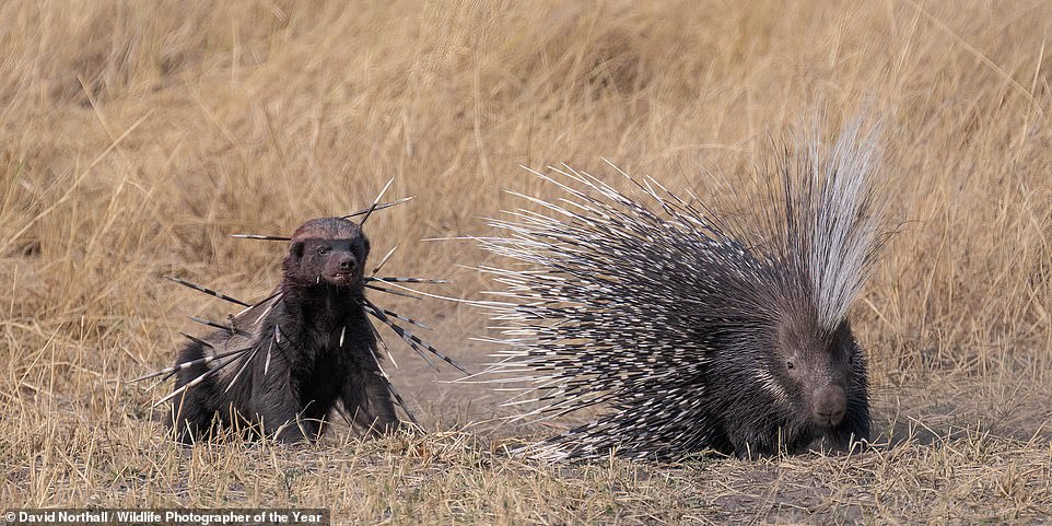 This captivating image, shot by British photographer David Northall, depicts a 'bloodied but determined honey badger' returning to 'finish off' a Cape porcupine in Botswana, despite its injuries. NHM explains: 'Found throughout Botswana, honey badgers are famously ferocious. They often chase animals many times their own size. This honey badger got an unpleasant surprise when it [first] attacked the normally nocturnal Cape porcupine'