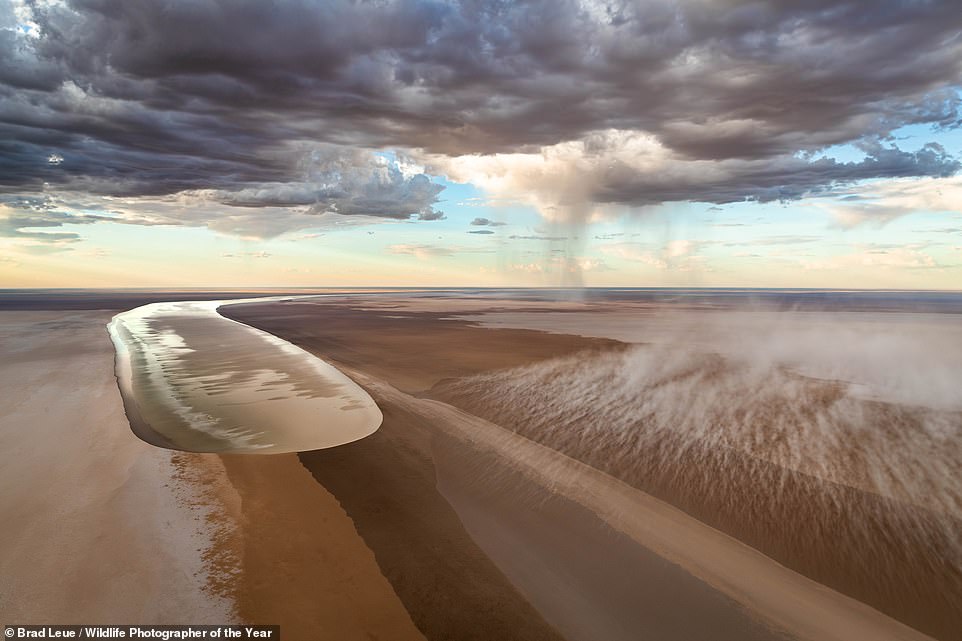 This stunning image captures floodwaters 'surging towards' Kati Thanda-Lake Eyre, Australia's largest inland lake and one of the world's largest salt lakes. Australian photographer Brad Leue took the image from a 'helicopter in strong winds'. NHM reveals: 'As well as the floodwaters, a dust storm was blowing and rain was falling on the horizon. Floodwaters had travelled more than 1,000 kilometres (1,600 miles). They’d surged steadily from Queensland towards South Australia. Timing was imperative to photograph this once-in-a-decade natural event'