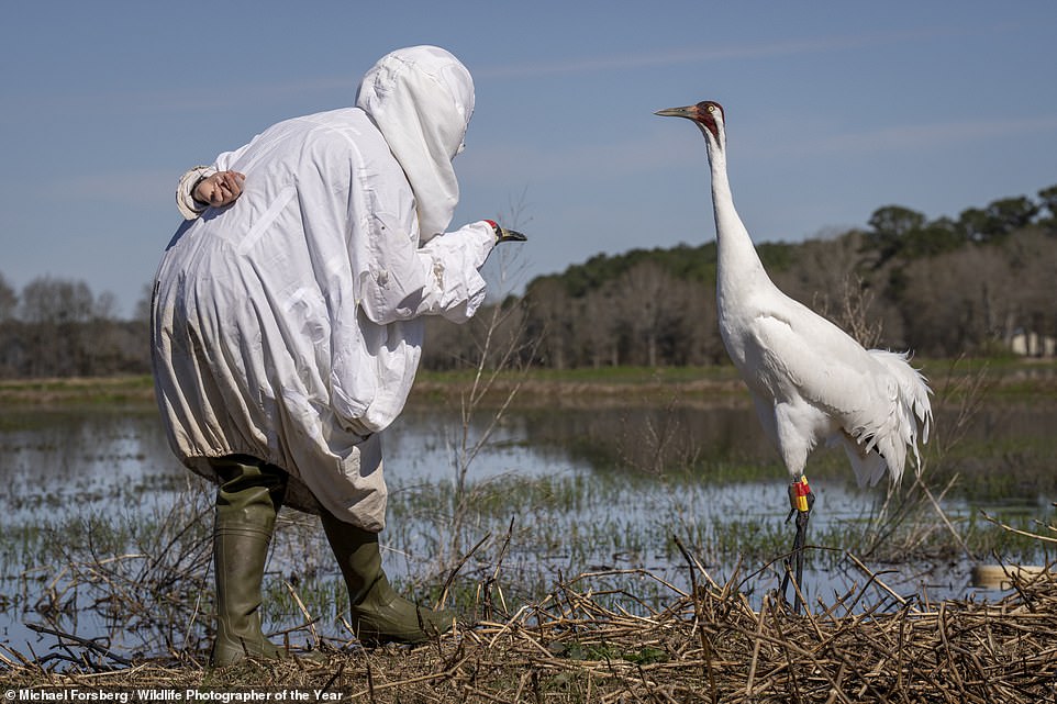 U.S photographer Michael Forsberg captured this image of a 'disguised biologist approaching an endangered whooping crane' in Louisiana, USA. NHM says: 'The biologist acted with cat-like quickness to check the bird’s health and change a transmitter that was no longer working. The transmitter helps biologists track these non-migratory birds and learn more about them'