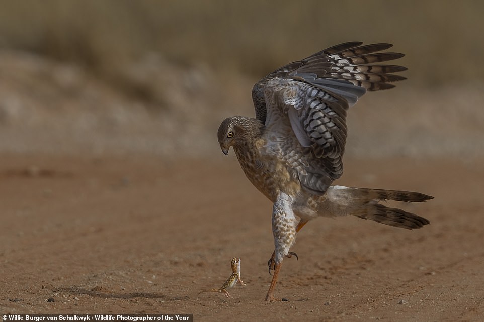 In this striking image, called 'The Brave Gecko' and taken by South African photographer Willie Burger van Schalkwyk, 'a giant ground gecko stands fast against a pale chanting goshawk' in South Africa's Kgalagadi Transfrontier Park. NHM reveals: 'Willie watched as the little lizard put up a brave fight against its large attacker. Unfortunately, there was no hope of survival, but Willie was impressed by the gecko’s bravery'