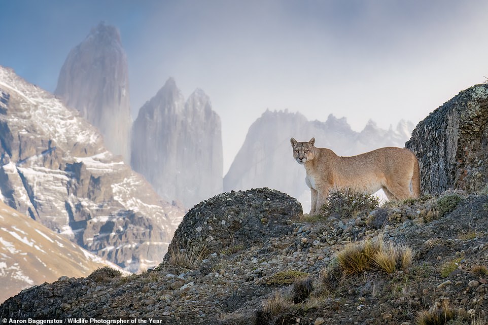 In this gorgeous image taken by U.S photographer Aaron Baggenstos, 'a puma stands on a windswept outcrop' in Torres del Paine National Park in Chile. NHM reveals: 'It is a symbol of hope. A successful conservation movement led to the creation of the national park and a rise in ecotourism in the region'