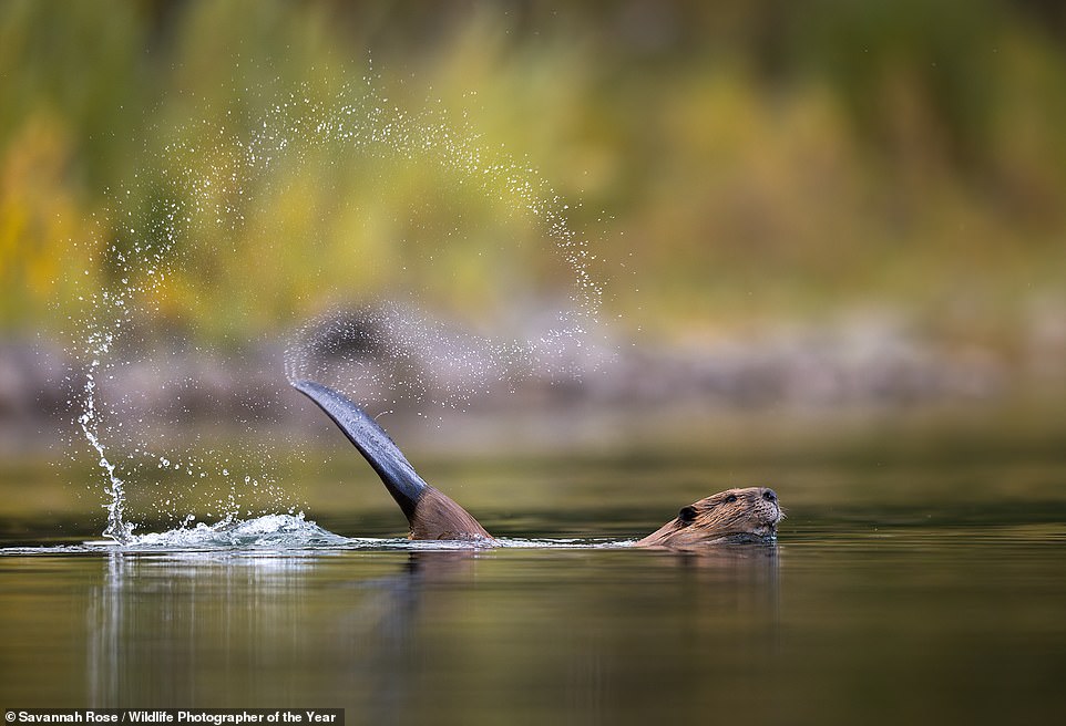 U.S photographer Savannah Rose snapped this breathtaking image of a beaver 'slapping its tail' to 'alert its family to a newcomer' in Wyoming. NHM reveals: 'Savannah had been trying to document this dramatic beaver behaviour for years. Beavers use tail smacks to alert their family group to a newcomer. Despite the theatrics, beavers usually relax quickly after discovering the newcomer doesn’t pose a threat'