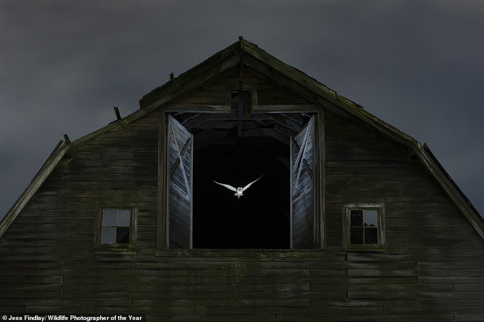 In this mesmerising image by Canadian photographer Jess Findlay, 'a ghostly barn owl' heads out to hunt from a 'derelict barn' in Vancouver, Canada. NHM says: 'Jess quietly watched the owl for several nights to understand its habits. He set up an invisible beam so that his camera flash would trigger when the owl flew out of the barn'