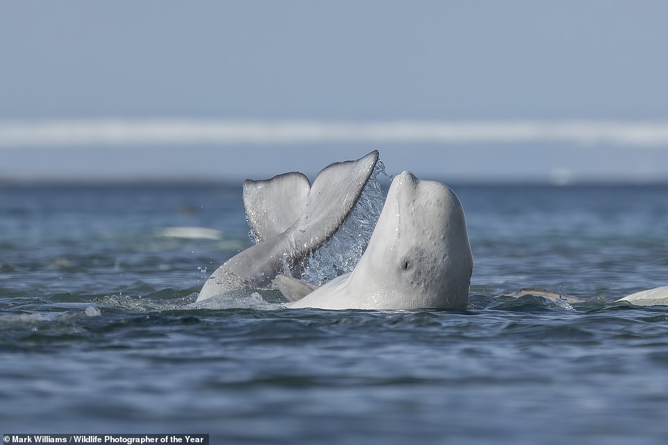 A beluga whale in the Northwest Passage in the Canadian Arctic rubs its underside on a shallow river bottom to exfoliate its skin in a playful photo by British-Canadian photographer Mark Williams. NHM says: 'Hundreds of beluga whales come here to socialise and exfoliate in the shallow water. The passage is also a safe haven, away from the predatory orcas'