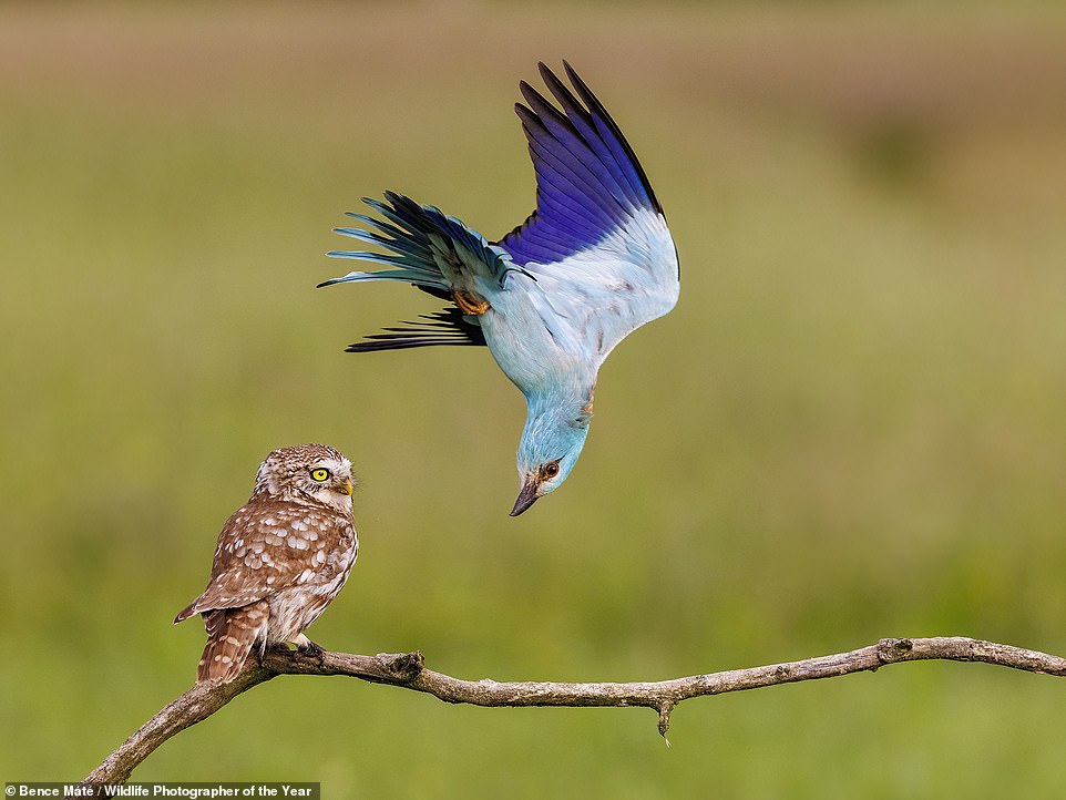 'A European roller defends its territory from a bemused-looking little owl' in Hungary in this image by Hungarian photographer Bence Máté. NHM explains: 'The male roller makes a sport of annoying other birds that stray into its breeding area during the short mating season. It makes a surprise ambush, flying at full speed behind them.' Máté spent 27 days watching from a hide to capture this 'fleeting scene'