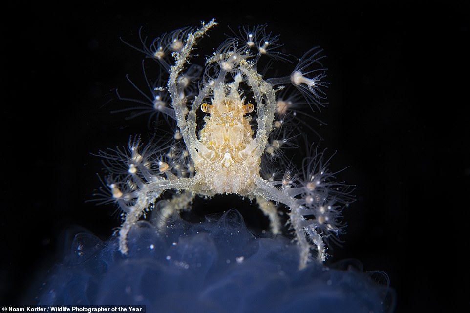 'A decorator crab perches on top of a sea squirt to comb the water for drifting plankton', in this image taken by Israeli photographer Noam Kortler on a night dive in Komodo Bay in Indonesia. NHM explains: 'The sea squirt provided the crab with the perfect stage to feed on drifting plankton. The crab had camouflaged and armed itself with tiny hydroids known as Tubularia. These can sting other animals and so helped protect the crab from predators'