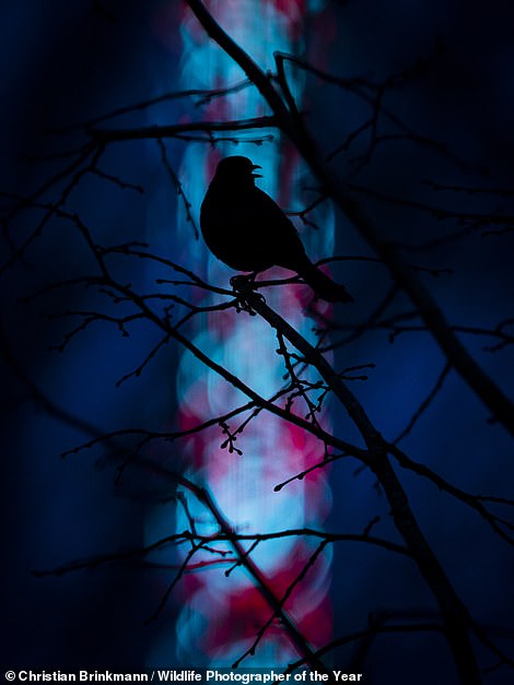 German photographer Christian Brinkmann captured this mesmerising image of a 'singing Eurasian songbird silhouetted against a backdrop of colourful fairground lights' in Munster, Germany. NHM reveals: 'In front of the fairground lights, this Eurasian blackbird posed for its song'