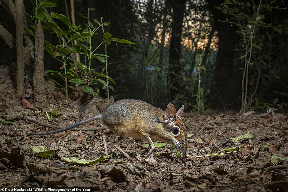 This cute image by Polish photographer Piotr Naskrecki depicts 'a rarely seen four-toed sengi' foraging for food in leaf litter in Mozambique. NHM says: 'Sengis mainly eat insects and look for their prey at dusk and dawn. They rely on a combination of good vision and excellent sense of smell to find food.' Naskrecki took the photo using a remote camera as the animals are 'shy and skittish'