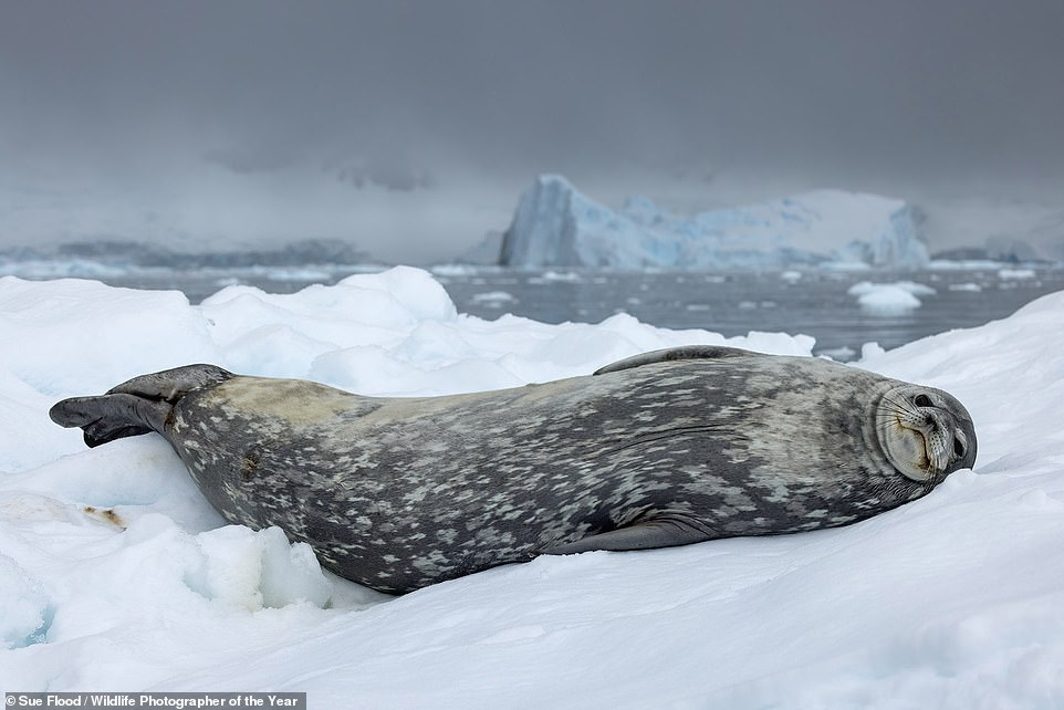 A Weddell seal on the Antarctic Peninsula is captured relaxing on an ice floe in this captivating image taken by British photographer Sue Flood. NHM says: 'Weddell seals’ large bodies are covered in a thick layer of blubber. This keeps them warm above and below the icy waters of the Southern Ocean.' Flood took the photo from a boat using a long lens so as not to disturb the seal