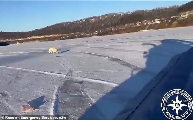 The dead man's family several times took Belka home, but she repeatedly returned to the spot she saw him fall through the ice